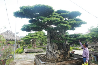 Ngọn cây sanh giá 28 tỷ đồng, vậy gốc cây đáng giá bao nhiêu?