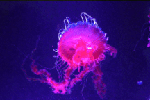 Hơn 1.000 chú sứa phát sáng tạo nên "dải ngân hà" giữa lòng TPHCM