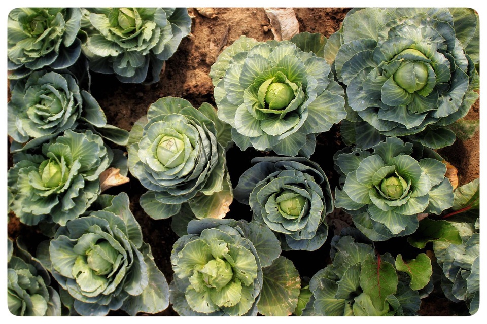 Mát mắt với khu vườn 240m2 trên sân thượng tầng 7 xanh tốt như nông trại - 7