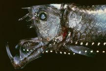 Sự thật phía sau dáng vẻ quái đản của cá biển sâu