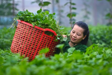 Liều chi nửa tỷ ép rau má “cai” đất, cô gái Hà Nội thu cả tấn rau mỗi tháng