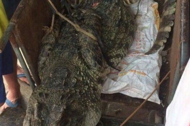 Cá sấu 70kg giữa đầm Hà Nội được bán 8 triệu đồng