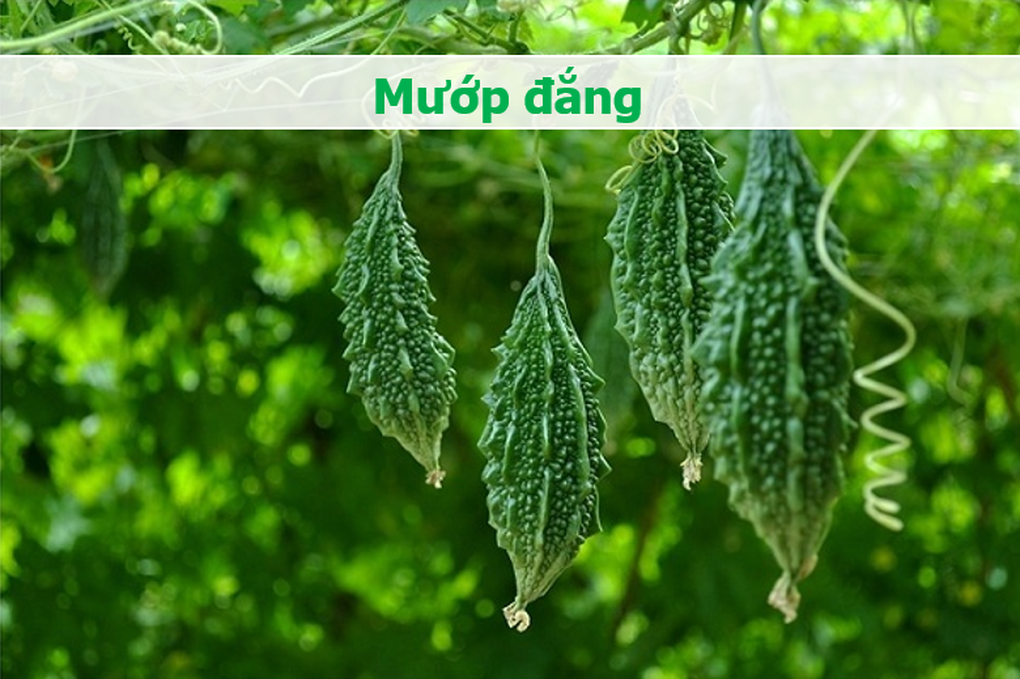 4 món đắng ngắt nhưng đại bổ vừa ngừa ung thư, vừa đốt mỡ thừa - 1 4 món đắng ngắt nhưng đại bổ vừa ngừa ung thư, vừa đốt mỡ thừa - 1