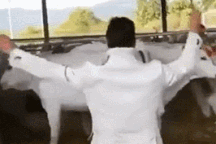 Khoảnh khắc động vật ấn tượng: bò con bảo vệ mẹ khi thấy bị người quất roi