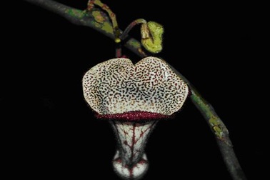 Phát hiện loài thực vật chưa từng ghi nhận trên thế giới tại Thanh Hóa