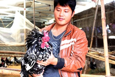 Chàng trai bỏ bạc tỷ, quên mứt tết lúi húi bên chuồng gà Quý phi