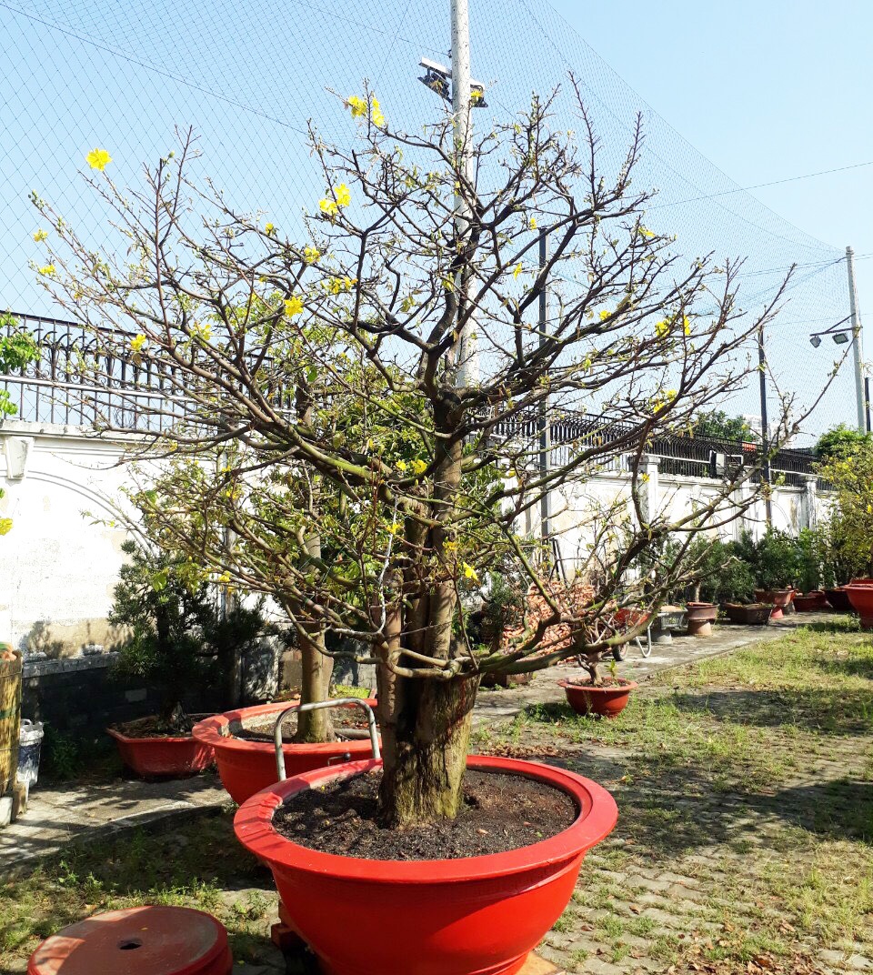 Kiếm cả trăm triệu đồng nhờ giao hoa mai dịp Tết - 1 Kiếm cả trăm triệu đồng nhờ giao hoa mai dịp Tết - 1