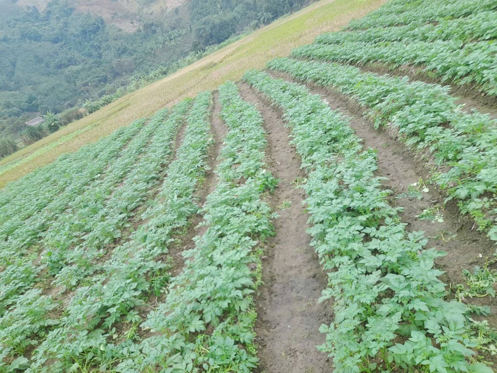 Triển khai sản xuất rau vụ Đông giúp người dân nâng cao thu nhập - 1