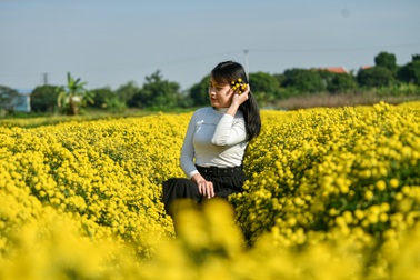 Hoa cúc "tiến Vua" Hưng Yên vào mùa vàng rực