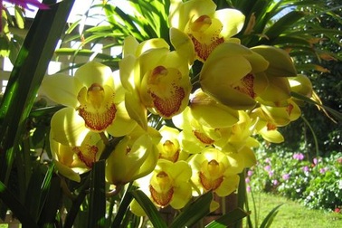  Khám phá thảo nguyên hoa bát ngát miền Tây Bắc