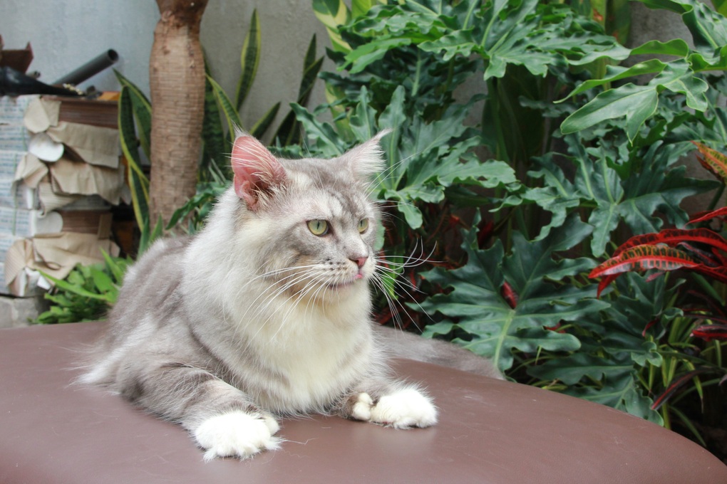 Năm mão phiếm luận... mèo! - 1 Năm mão phiếm luận... mèo! - 1