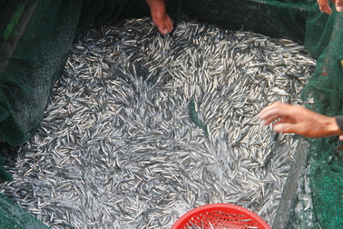 Nghề ra khơi 1 ngày bằng công nhân làm 1 năm