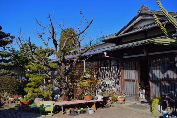 Lễ hội hoa mơ chào mùa xuân ở Nhật Bản - 5