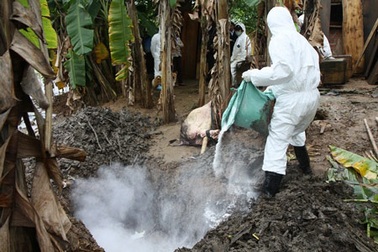 Hơn 500 con lợn mắc bệnh tai xanh