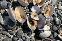 Nắng nóng kỷ lục nướng chín nghêu trên bãi biển Mỹ