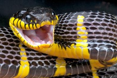Vườn thú để rắn độc xổng chuồng tẩu thoát