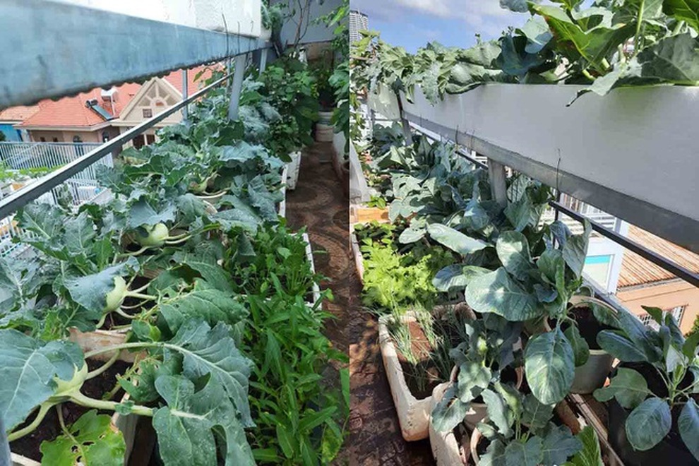 Khu vườn trên cao xanh tốt, vui tuổi già của những người phụ nữ Việt U70 - 2 Khu vườn trên cao xanh tốt, vui tuổi già của những người phụ nữ Việt U70 - 2