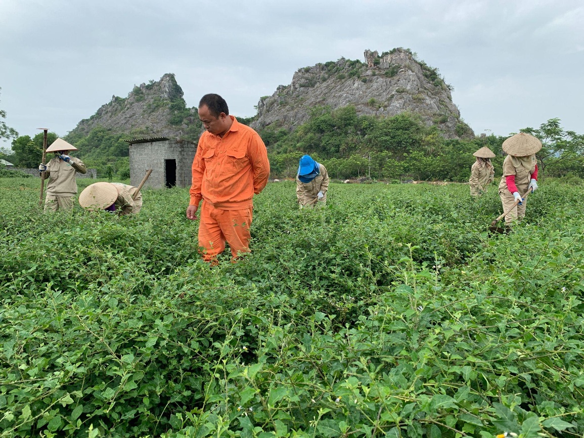 Trứng gà cà gai leo, sản phẩm độc đáo của nông dân Chương Mỹ - 2 Trứng gà cà gai leo, sản phẩm độc đáo của nông dân Chương Mỹ - 2