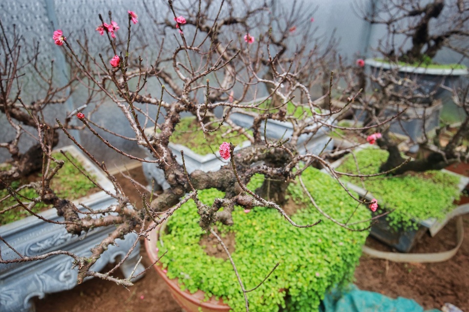 Vườn đào thất thốn độc nhất Hà Nội được nhiều đại gia trả giá “khủng” - 4 Vườn đào thất thốn độc nhất Hà Nội được nhiều đại gia trả giá “khủng” - 4