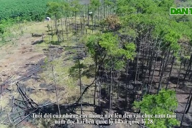 Rừng thông tại Đắk Nông bị bức tử