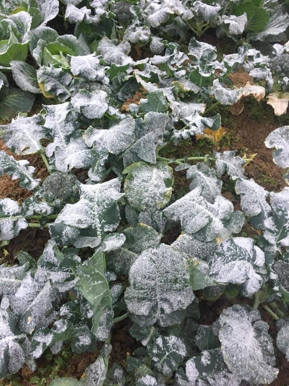 Nhiệt độ xuống dưới 1 độ C, đồ dùng sinh hoạt của người dân bị 