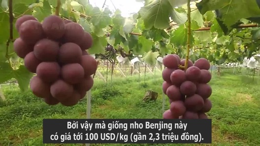 Kỹ thuật trồng nho đắt đỏ nhất thế giới của người Nhật (Nguồn: Noal Farm).