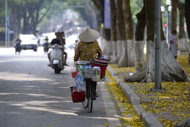 Tai sao lá cây trước khi rụng lại chuyển sang màu vàng?