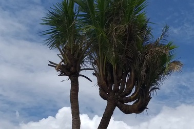 Cây dừa 14 ngọn ở Cà Mau