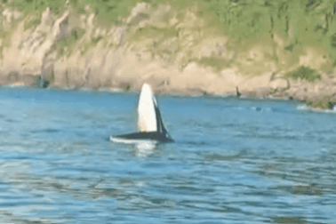 Cá voi xuất hiện gần bờ biển Phú Yên