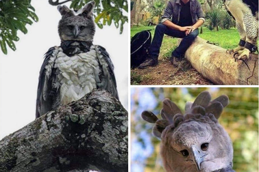 Loài đại bàng có ngoại hình kỳ lạ đến mức ai cũng tin rằng là con người... hóa trang