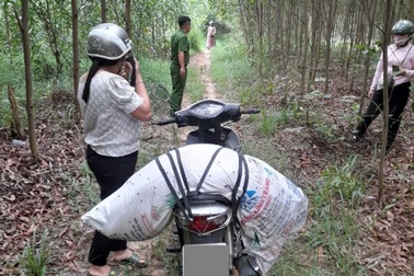 Xử phạt người phụ nữ mang lợn chết vào rẫy keo để vứt