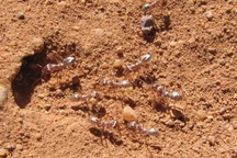 Kinh ngạc với loài động vật nhỏ bé, nhưng có thể chạy 47 bước mỗi giây