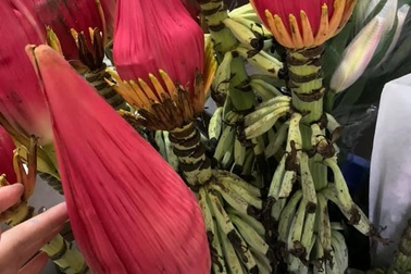 Dân công sở rủ nhau mua hoa chuối rừng về chơi Tết