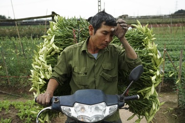 Nhọc nhằn mỗi mùa hoa loa kèn