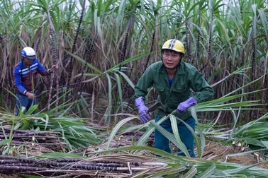 Nông dân lo mất Tết vì mía mất mùa, rớt giá