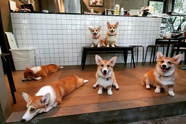 Quán cà phê toàn "nhân viên 4 chân" biết mua vui, lấy lòng khách ở Bangkok
