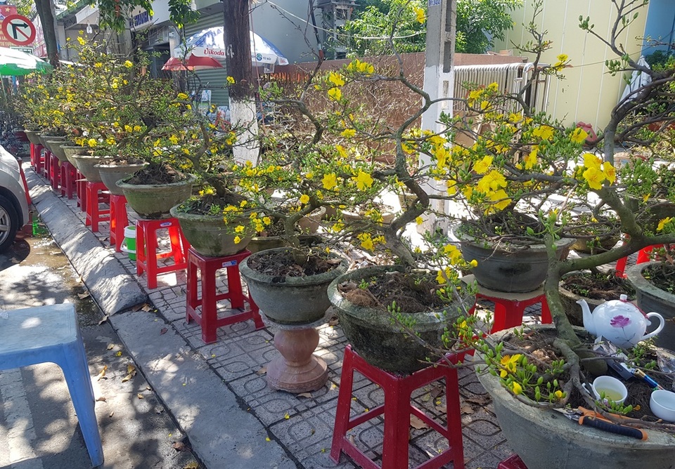 Khánh Hòa: Mai vàng An Nhơn “ngóng” khách, người mua ít người xem nhiều - 5 Khánh Hòa: Mai vàng An Nhơn “ngóng” khách, người mua ít người xem nhiều - 5