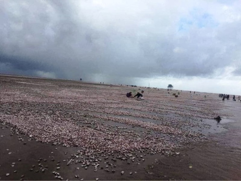 Hàng chục tấn ngao phủ kín bờ biển Nam Định - 1 Hàng chục tấn ngao phủ kín bờ biển Nam Định - 1