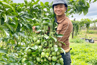 Ba nông dân kiếm tiền tỷ, mỗi người trồng một loại cây "siêu" trái