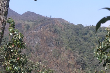 Gió nóng Ô Quý Hồ xuất hiện đe dọa rừng quốc gia Hoàng Liên