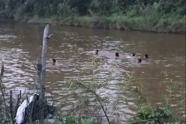 4 học sinh đuối nước thương tâm: Khánh Hòa nỗ lực dạy bơi cho học sinh