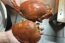 Hội sành ăn canh từng giờ, “soi" từng phút để “săn” hải sản “khuyết tật”