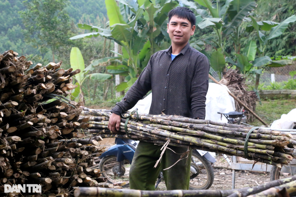 Làng nấu mật mía truyền thống tất bật ngày cuối năm - 2 Làng nấu mật mía truyền thống tất bật ngày cuối năm - 2