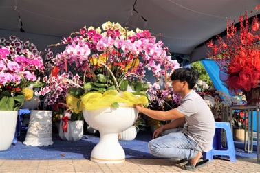 Bán lan hồ điệp chưng Tết kiếm tiền triệu mỗi ngày