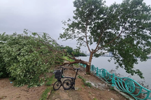 Xôn xao hình ảnh "cây cô đơn" ở Hồ Tây nghi bị chặt hạ