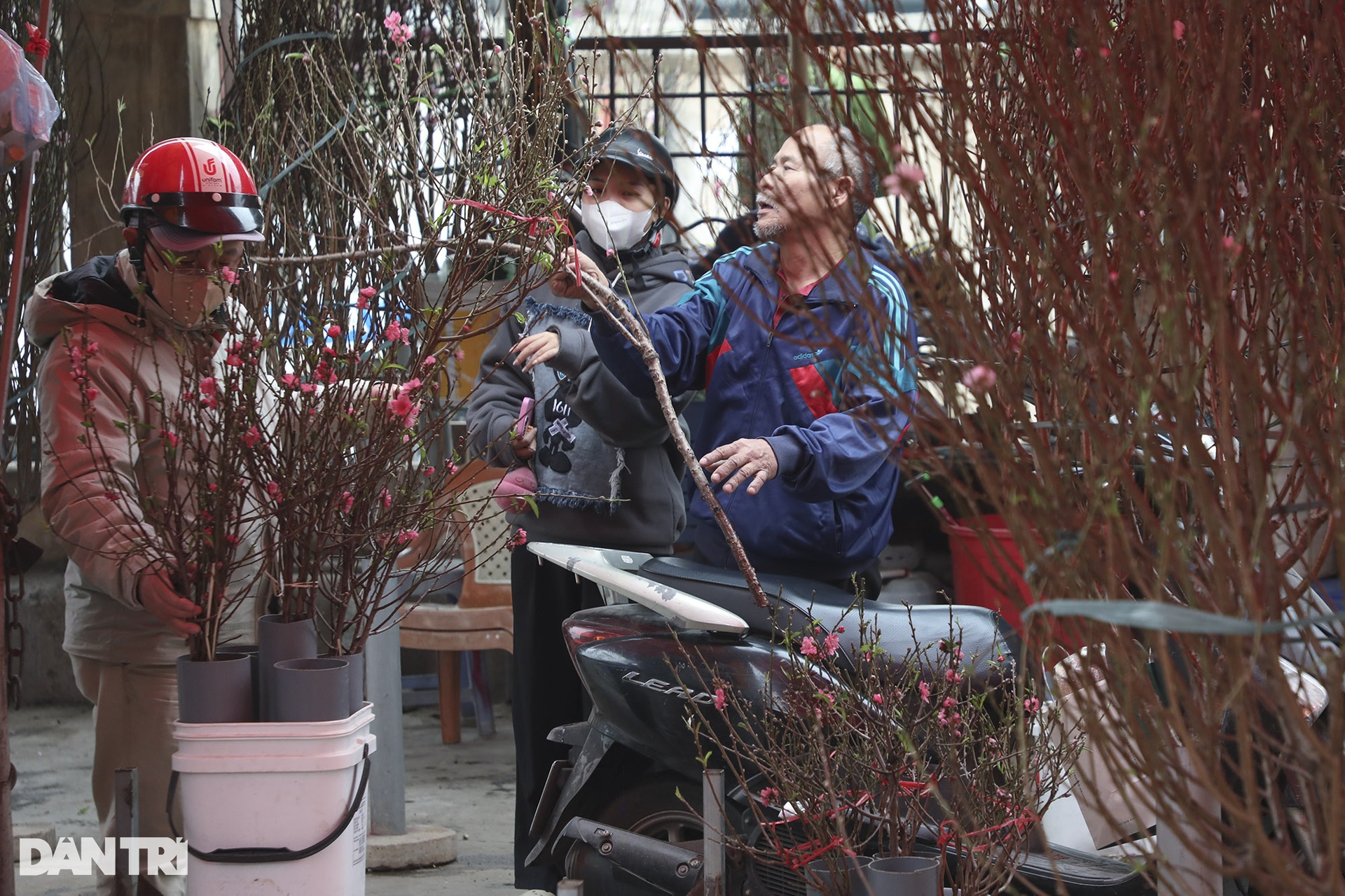 Nhộn nhịp mua đào Nhật Tân nở sớm tại chợ hoa Quảng An - 6 Nhộn nhịp mua đào Nhật Tân nở sớm tại chợ hoa Quảng An - 6