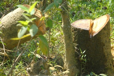 Bình Định: Ngang nhiên phá rừng, lấn chiếm đất rừng phòng hộ