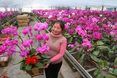 Một phụ nữ Trung Quốc lấy nhầm chậu lan hơn 68 tỷ đồng