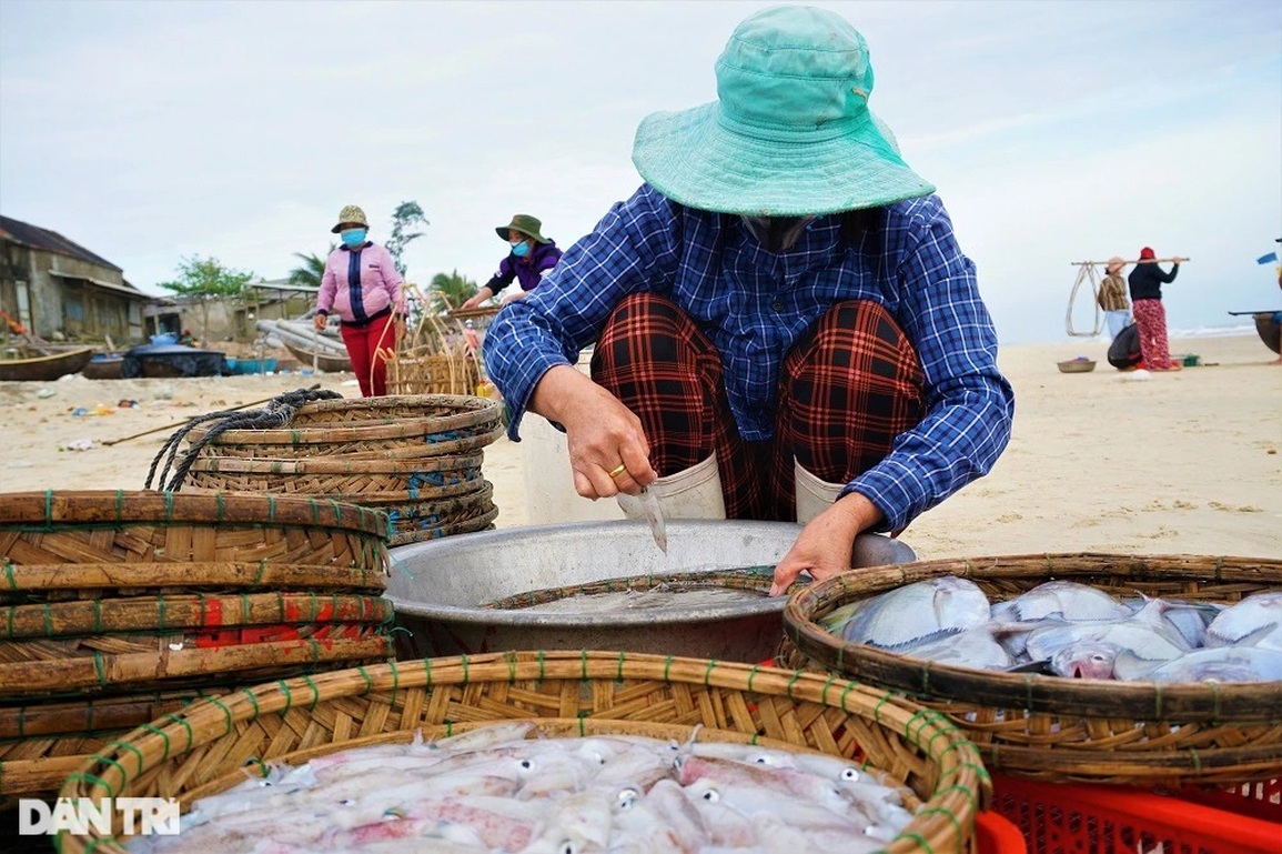 Ra khơi lấy ngày, ngư dân bất ngờ trúng đậm lộc biển - 5 Ra khơi lấy ngày, ngư dân bất ngờ trúng đậm lộc biển - 5