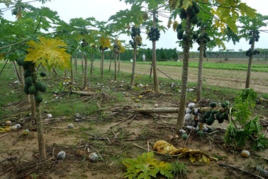 Quảng Nam: Vùng rau trồng Tết thiệt hại nặng nề vì lũ muộn